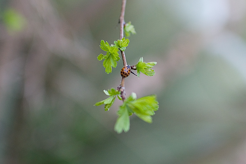 _MG_5202p