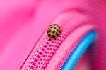 [Lily's ladybird]