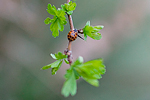 _MG_5202p