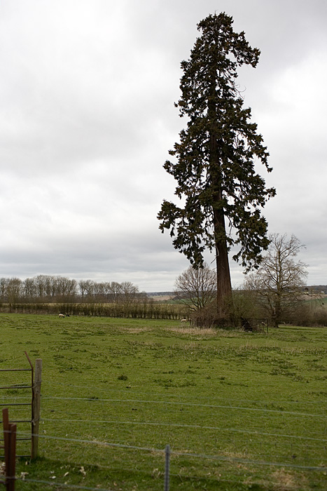 _MG_5044p