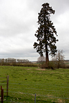 _MG_5044p