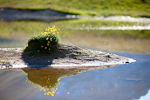 _MG_6658p