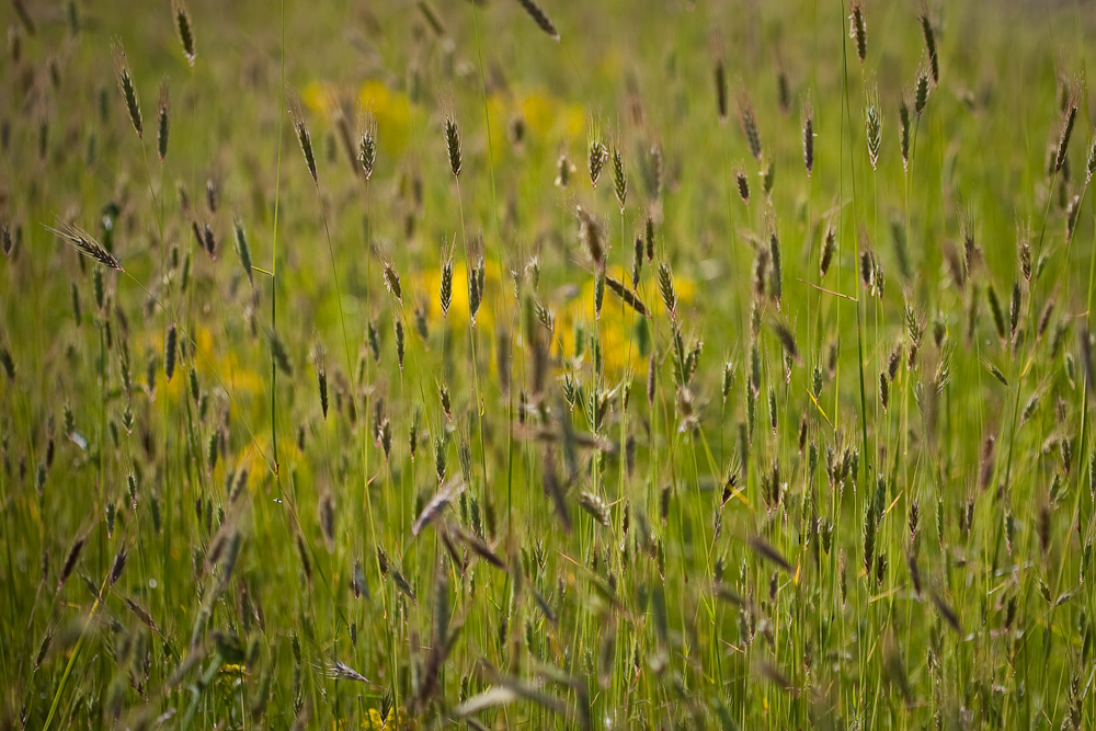 _MG_7388p