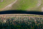 _MG_7113p