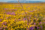 _MG_7253p