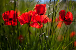 _MG_7275p