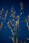 _MG_7288p