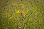 _MG_7388p