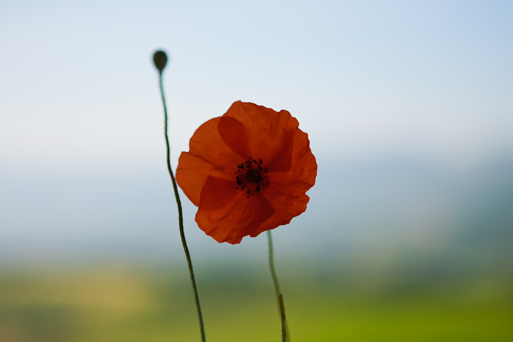 _MG_8345p