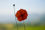 _MG_8345p