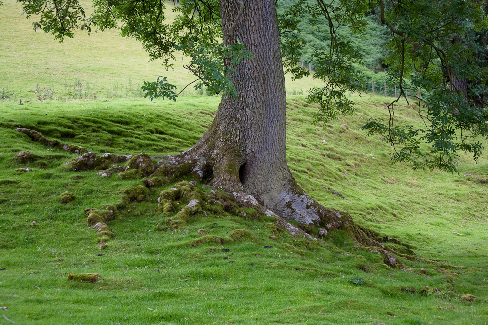 _MG_9104p