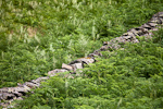 _MG_9071p