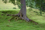 _MG_9104p