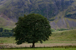 _MG_9125p