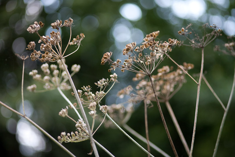 _MG_9417p
