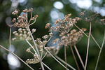 _MG_9417p