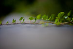 _MG_9422p