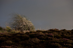 _MG_9982p