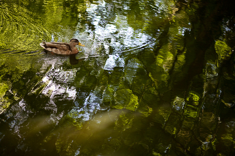 _MG_0116p