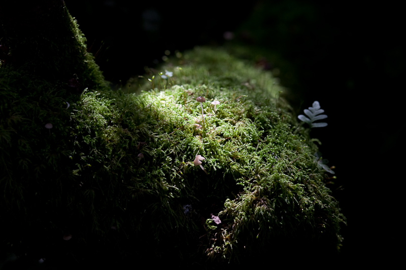 _MG_0180p