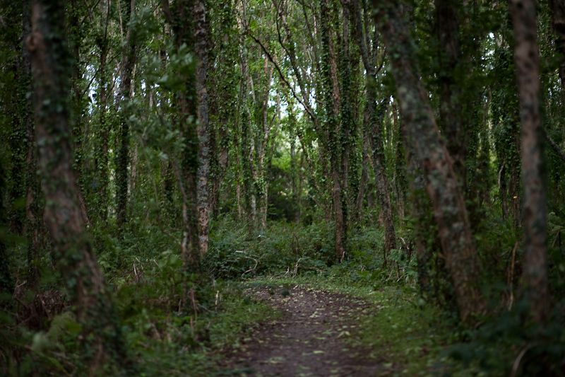 _MG_0195p