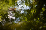 _MG_0116p