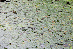 _MG_0157p