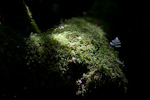 _MG_0180p