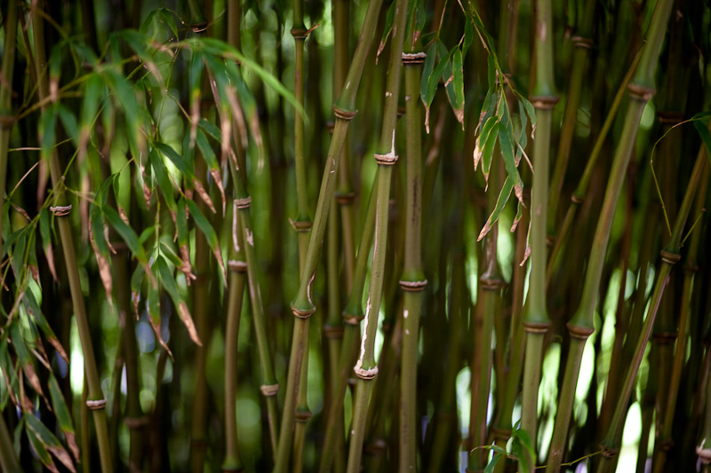 _MG_9653p