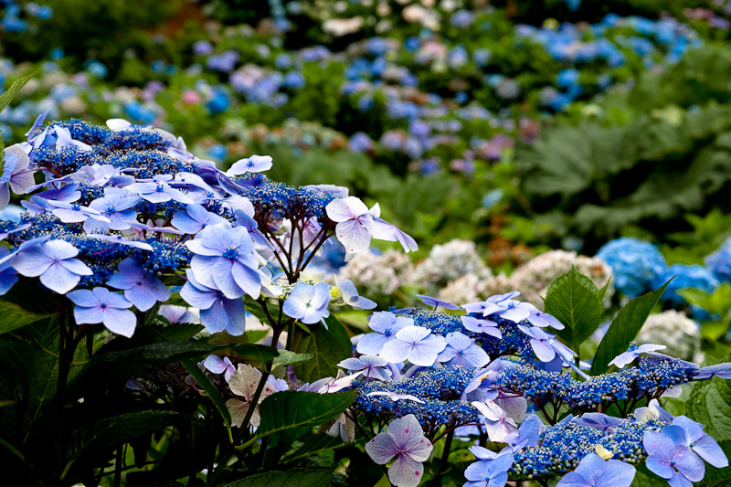 _MG_9673p