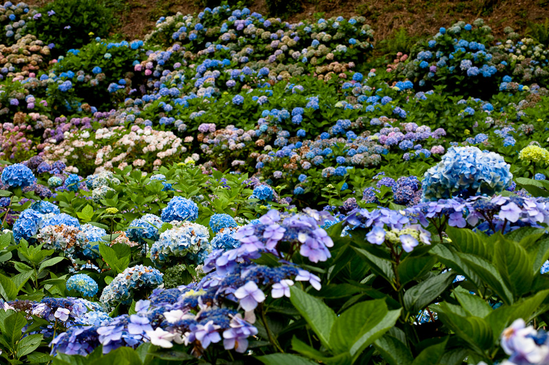 _MG_9674p