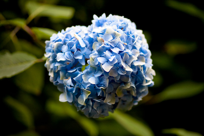 _MG_9728p