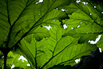 _MG_9631p