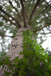 _MG_9632p