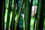 _MG_9644p