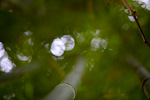 _MG_9649p