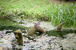 _MG_9652p