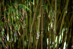 _MG_9653p
