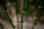 _MG_9656p