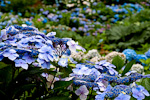 _MG_9673p