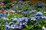 _MG_9674p