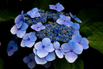 _MG_9677p