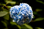 _MG_9728p