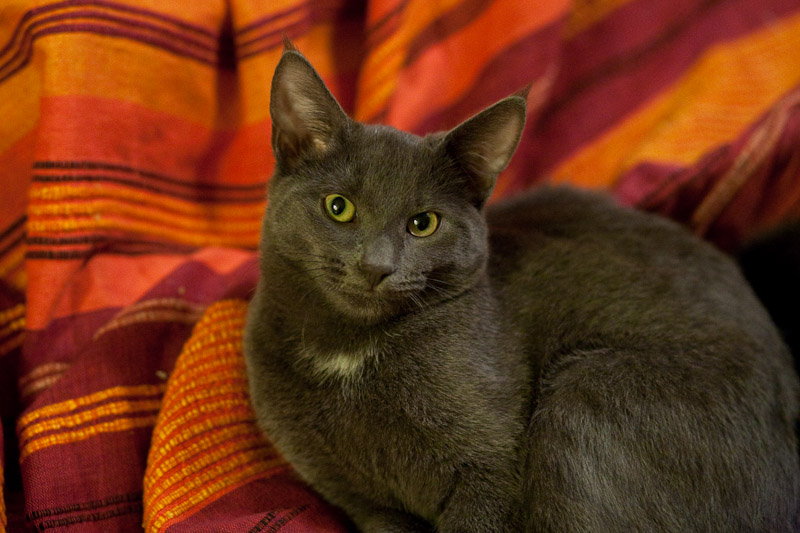 _MG_1165p