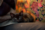 _MG_1138p