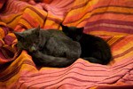 _MG_1167p