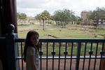 [Aninal Kingdom Lodge Savannah]