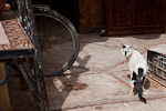 _MG_4202p