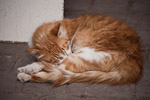 _MG_4287p