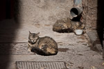 Cat album